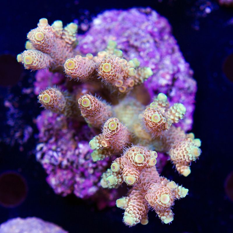 newcoral1422b - 85+ New WYSIWYG Acros at Cherry Corals!